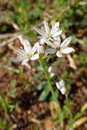 Image of white garlic