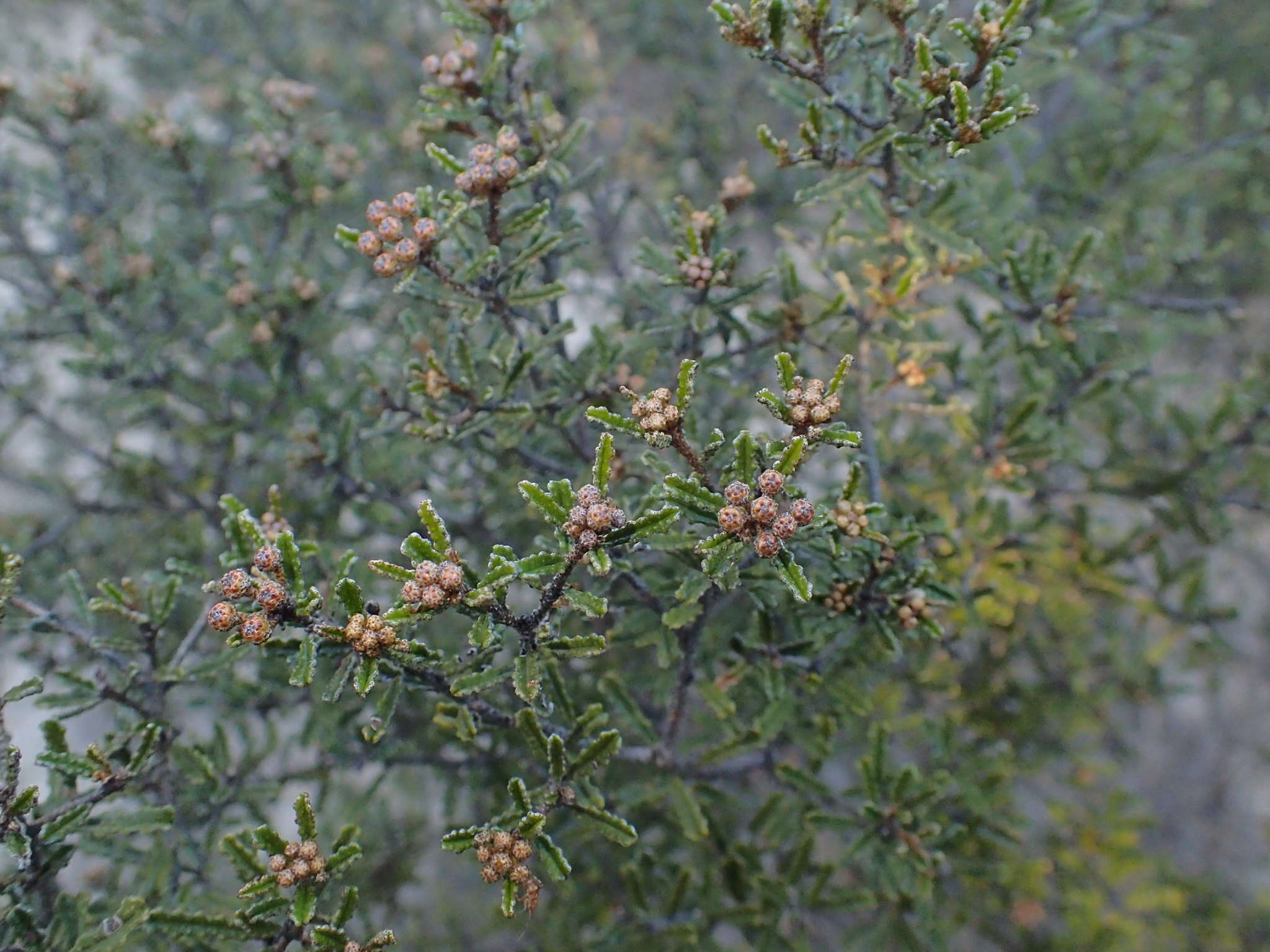 Image of Phebalium bullatum J. M. Black