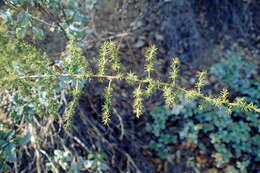 Image of Spiny Asparagus