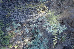 Image of Spiny Asparagus