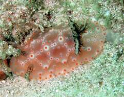 Image of Orange spot white lumpy slug