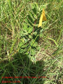 Image of pineland milkweed