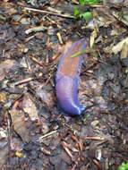 Image of Carpathian blue slug