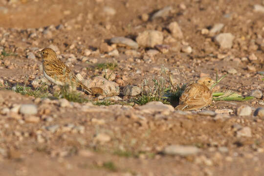 Image of Bar-tailed Desert Lark