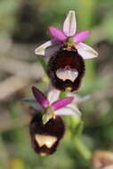 Слика од <i>Ophrys <i>bertolonii</i></i> subsp. bertolonii