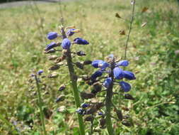 Imagem de Muscari armeniacum H. J. Veitch