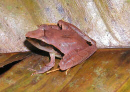 Image of Tilaran Robber Frog