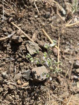 Image of Coast Range dwarf-flax