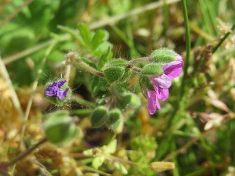 Imagem de Geranium molle L.