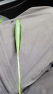 Image of Sessile-fruited Arrowhead