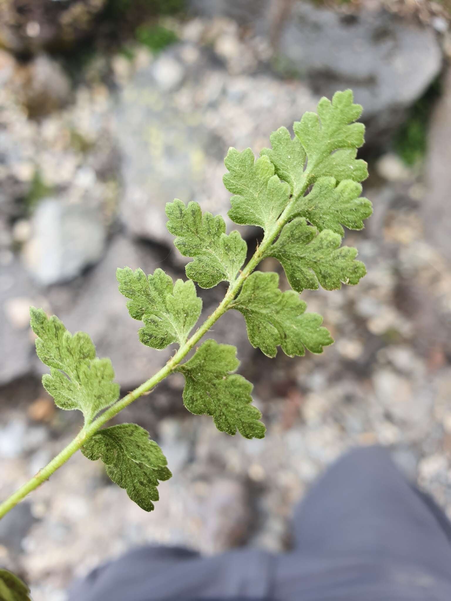 Image of Cystopteris tasmanica Hook.