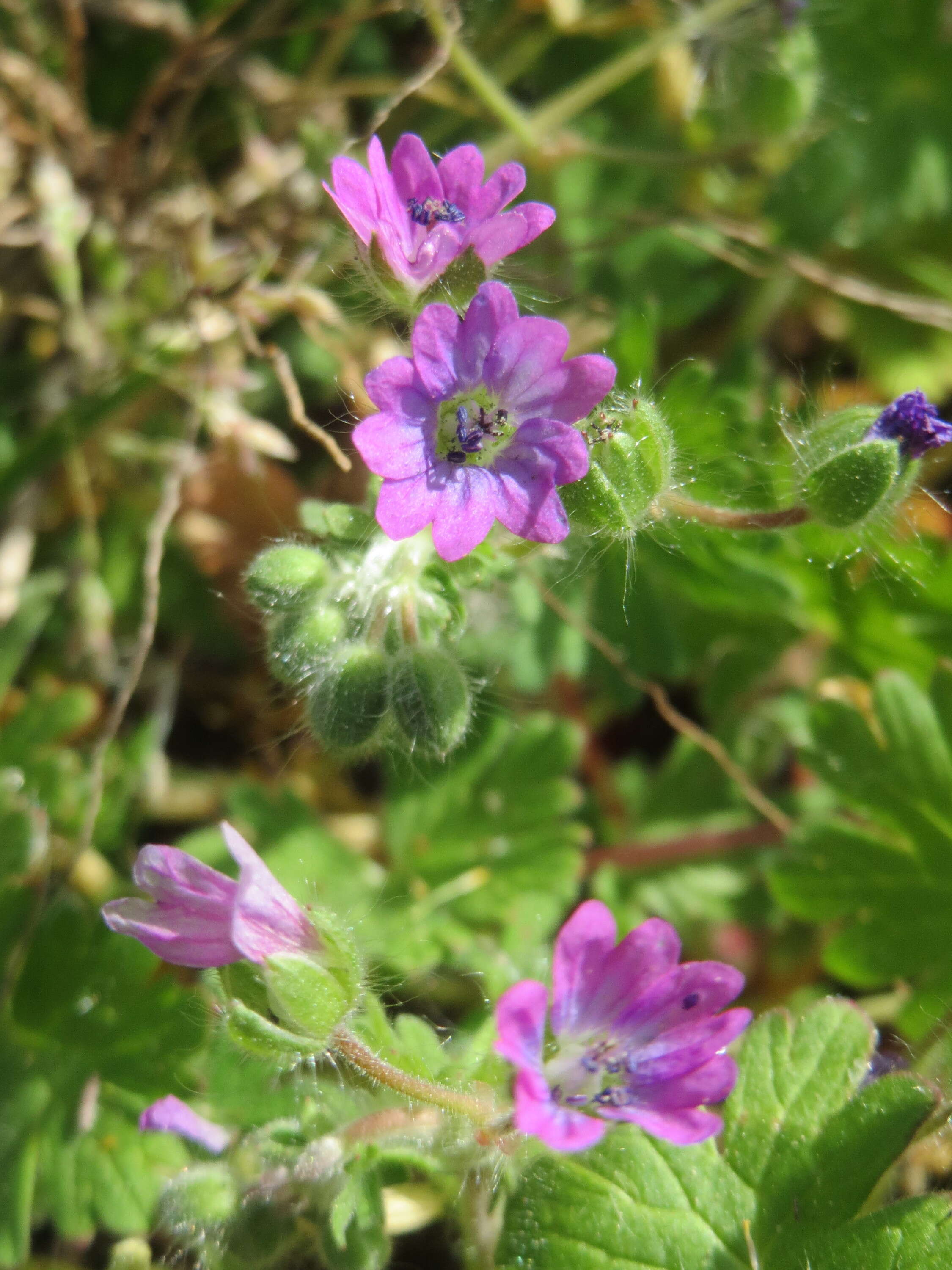 Imagem de Geranium molle L.