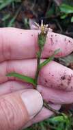 Image of Noticastrum marginatum (Kunth) Cuatrec.