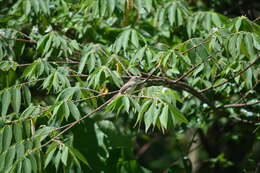 Plancia ëd Prinia inornata flavirostris (Swinhoe 1863)