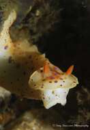 Imagem de Ceratosoma brevicaudatum Abraham 1876