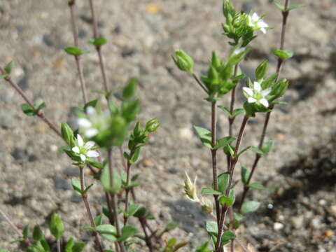 Image of Thyme-leaved Sandwort