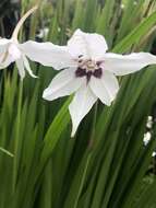 Plancia ëd Gladiolus murielae Kelway