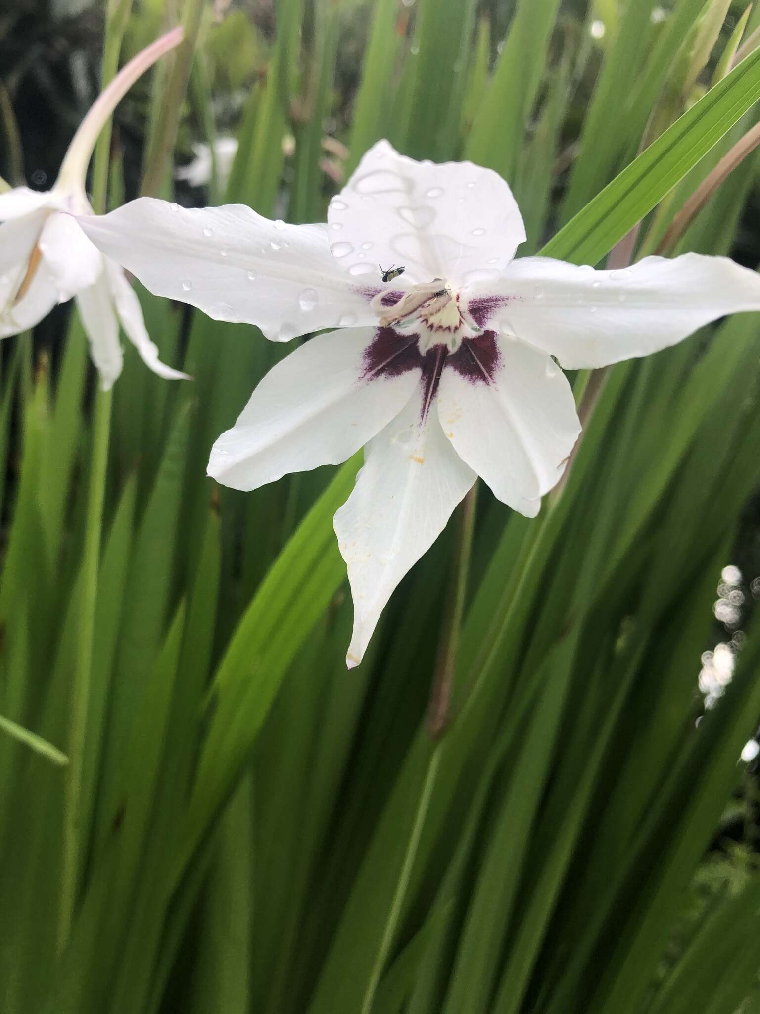 Image of Gladiolus murielae Kelway