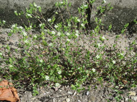 Image of Thyme-leaved Sandwort