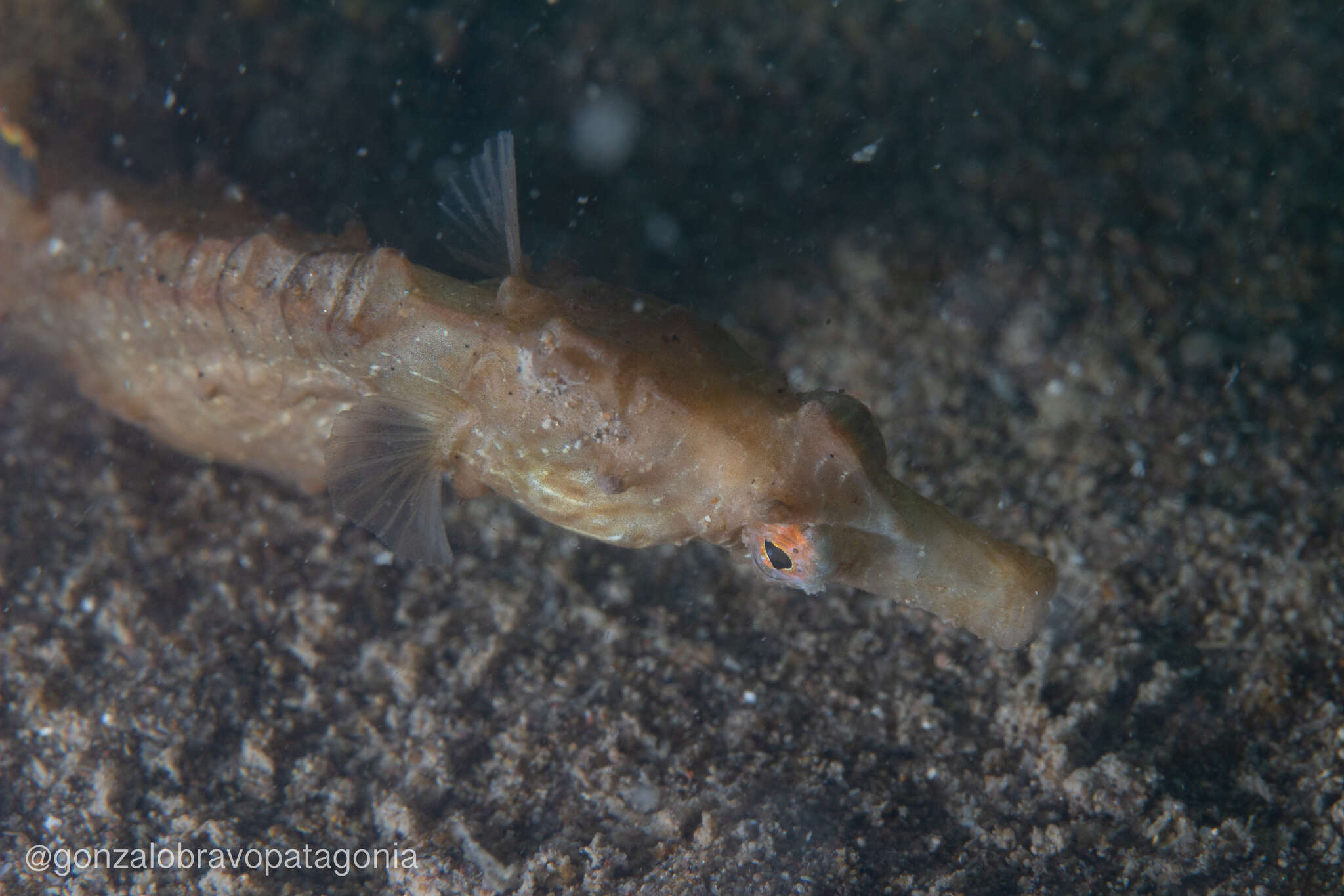 Image of Patagonian Seahorse