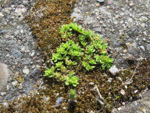 Image of smooth rupturewort