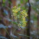 Image of Roldana anisophylla (Klatt) Funston
