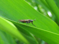 Image of Marsh fly