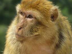 Image of Barbary Ape