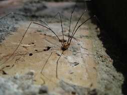 Image of Daddy-long-legs