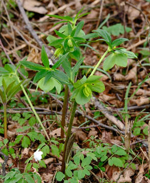 Image of Fragrant hellebore