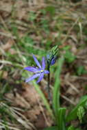 Imagem de Camassia leichtlinii subsp. suksdorfii (Greenm.) Gould