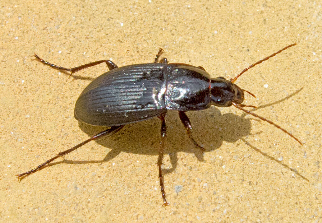 Image of Carabidae