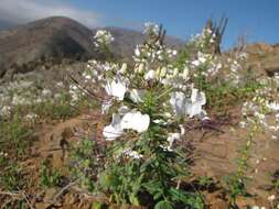 Image of Cleome chilensis DC.