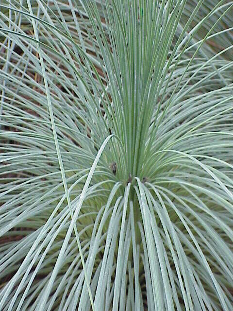 Image of Xanthorrhoea semiplana F. Muell.