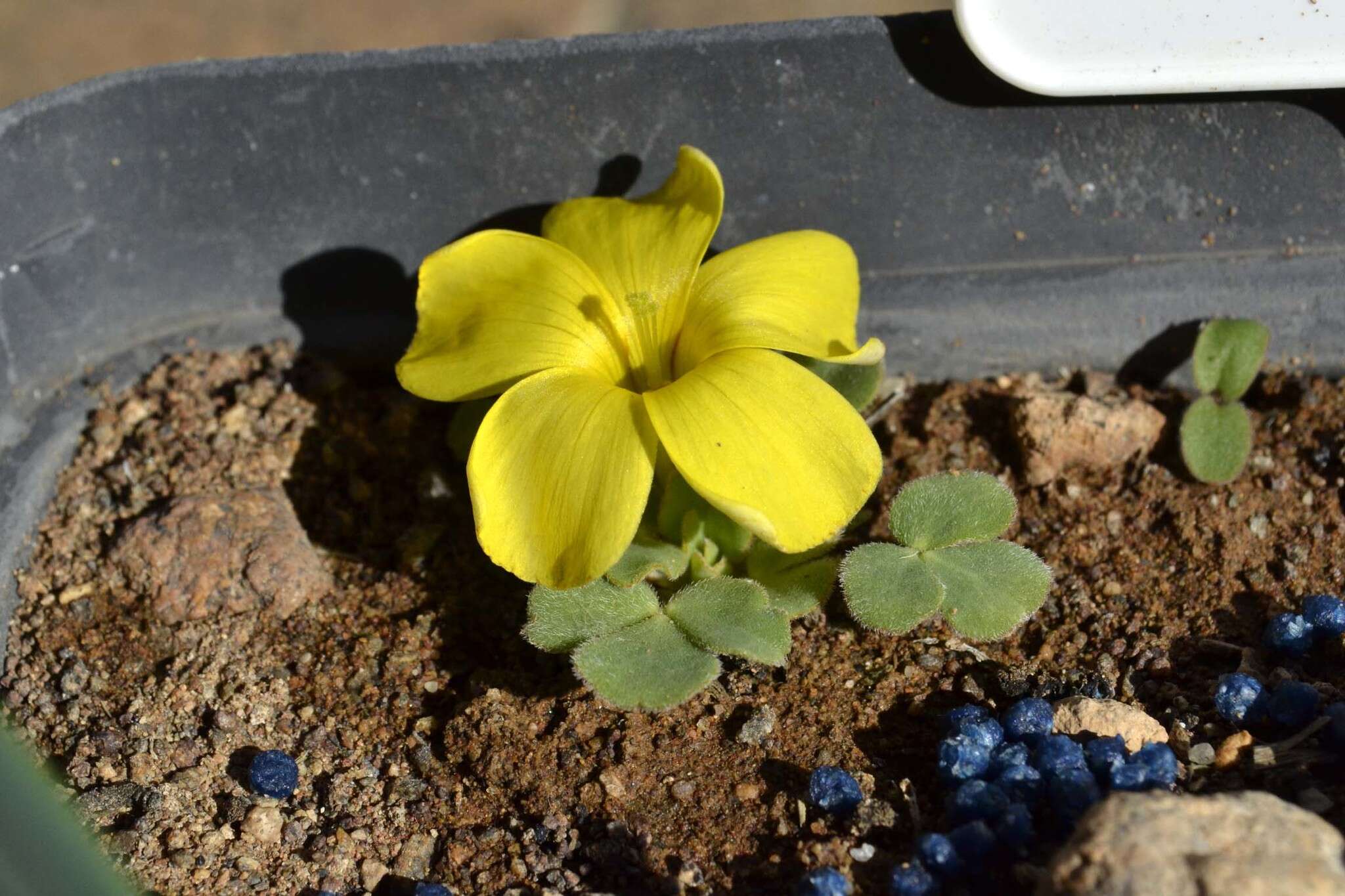 Plancia ëd Oxalis foveolata Turcz.