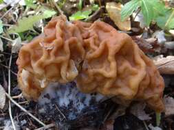 Plancia ëd Gyromitra gigas (Krombh.) Cooke 1878