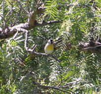 Image of Lawrence's Goldfinch