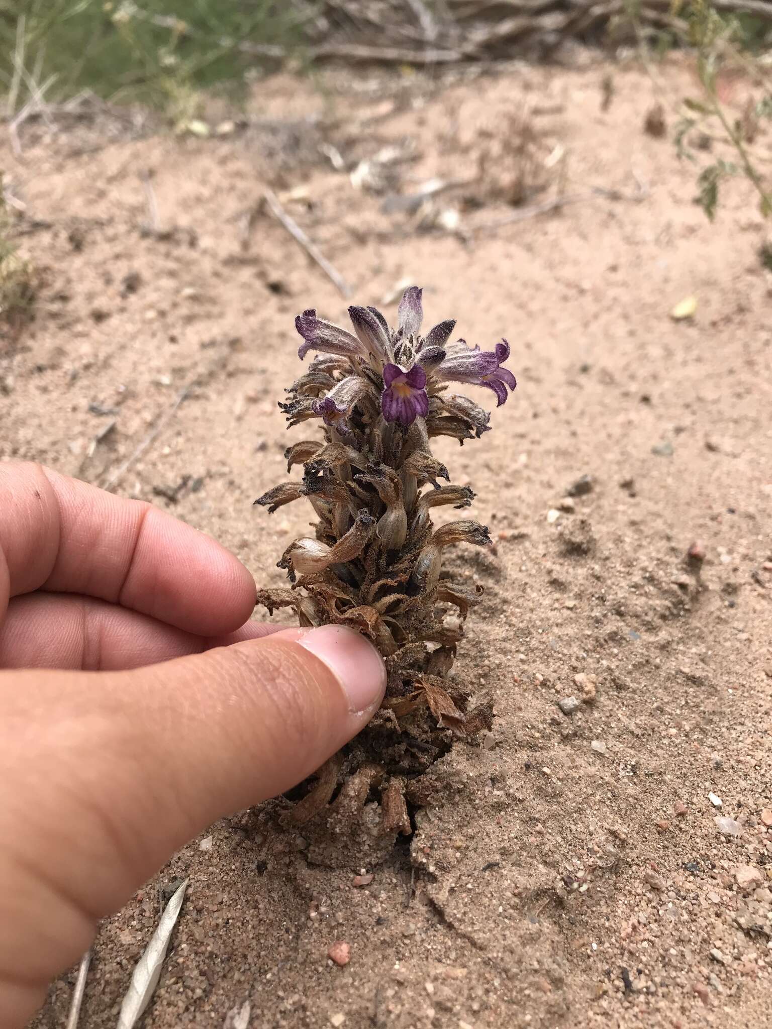 Image of River Broom-Rape