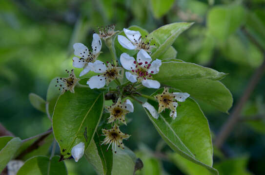 Image of European Pear