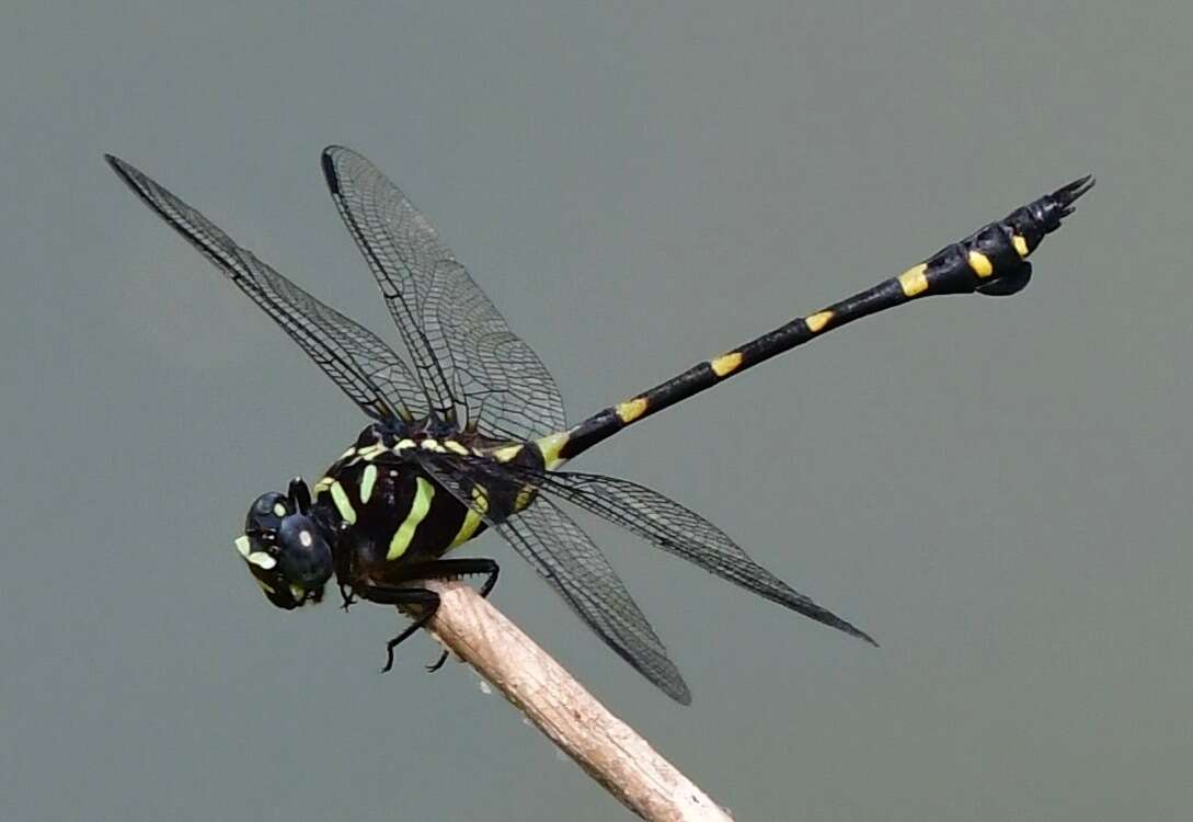 Imagem de Ictinogomphus decoratus (Selys 1854)