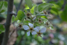 Image of European Pear