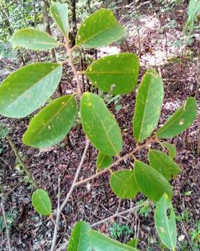 Image of Bridelia pervilleana Baill.