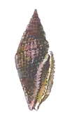 Image de Eucithara solida (Reeve 1846)