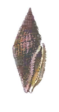 Image of Eucithara solida (Reeve 1846)