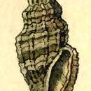 Image of Cytharopsis exquisita (E. A. Smith 1882)