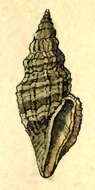 Imagem de Cytharopsis exquisita (E. A. Smith 1882)