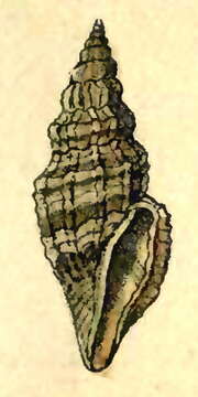 Image of Cytharopsis exquisita (E. A. Smith 1882)