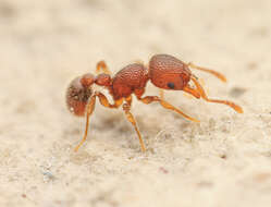 Image of Ant