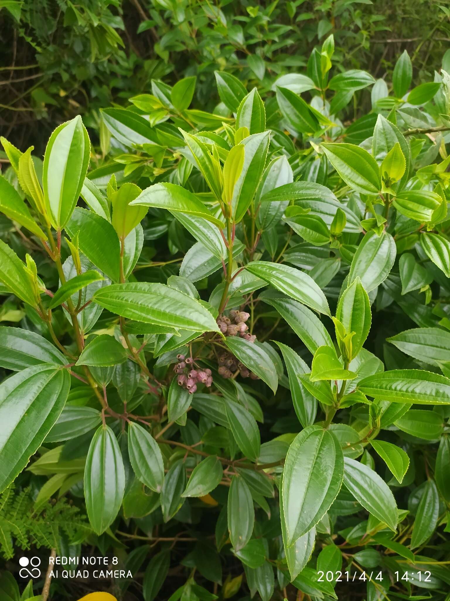 Miconia crocea (Desroussraux) Naud.的圖片