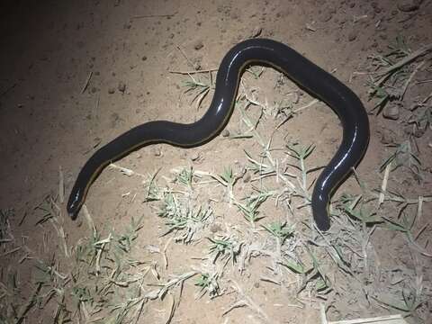 Image of Koa Tao Island Caecilian